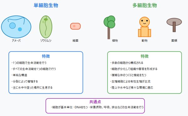 単細胞生物と多細胞生物の主な特徴図解