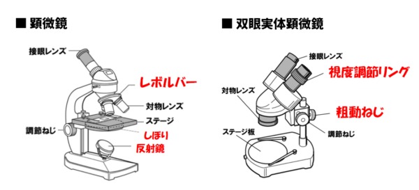 顕微鏡の各部の名称（中学理科）