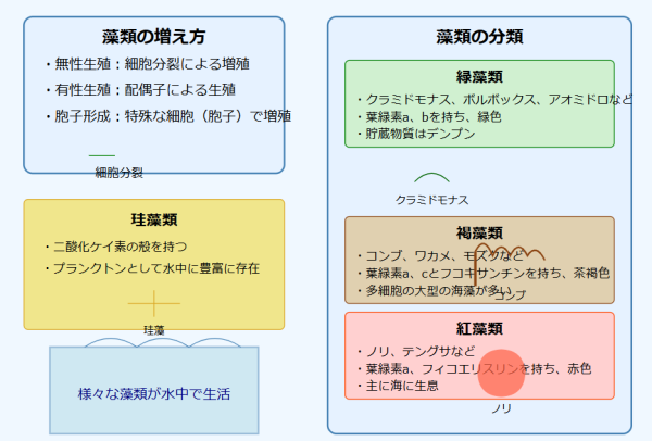 藻類のふえ方と分類まとめ図解