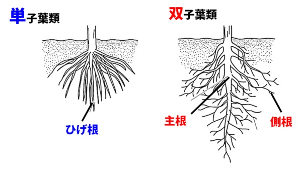 葉の根のつくり（理科）