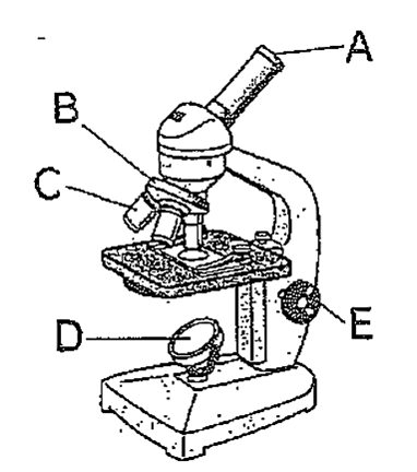 理科の顕微鏡問題図
